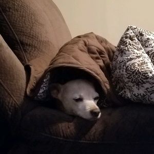 Meet your Posher, Donna